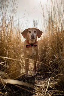 狗草 狗草