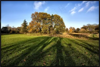 草原,胡杨,树,体育场馆,自然公园,午后的太阳。