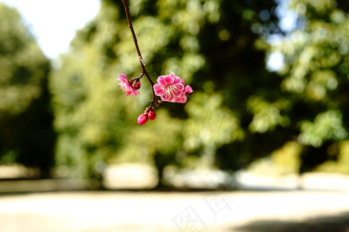 花卉,树,一朵梅花,园林景观,桃红柳绿,春季礼物