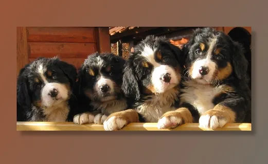 伯恩山犬,瑞士伯恩山犬,瑞士犬,大瑞士山地犬,玩具,可爱的伯尔尼山地幼犬