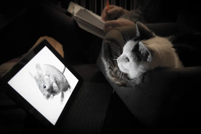 猫的作业