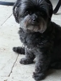 Chi-poo Maxx Chi-poo Maxx