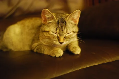 猫,狸花猫,美国短毛猫,工艺品,玩具,常春藤 猫,狸花猫,美国短毛猫,工艺品,玩具,常春藤