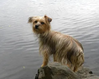 北部野生猎狗的肖像