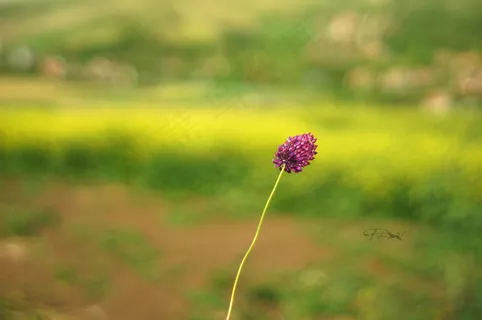 树,花卉,油画,风景,释放你的心灵
