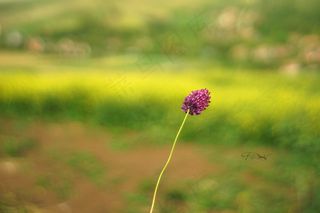 树,花卉,油画,风景,释放你的心灵