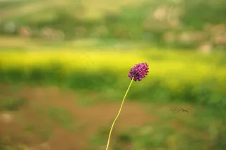 树,花卉,油画,风景,释放你的心灵