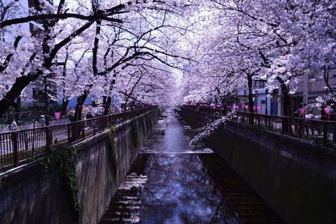树,日本樱花,樱花盛开,樱花树,蓝花楹,目黒川の桜
