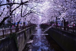 树,日本樱花,樱花盛开,樱花树,蓝花楹,目黒川の桜