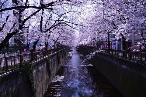 树,日本樱花,樱花盛开,樱花树,蓝花楹,目黒川の桜 树,日本樱花,樱花盛开,樱花树,蓝花楹,目黒川の桜