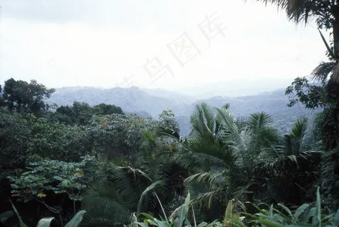 雨林 雨林