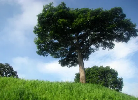 植物,树,天空,三春老树,松树,大树 植物,树,天空,三春老树,松树,大树