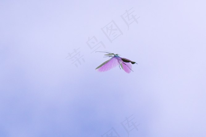 飞行中的仙女