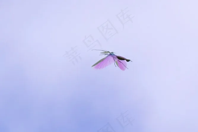 飞行中的仙女