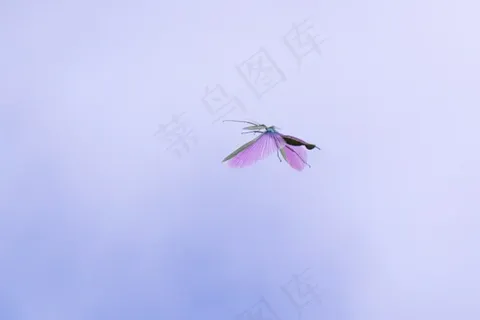 飞行中的仙女 飞行中的仙女