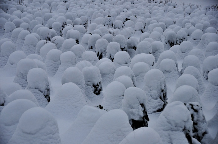 雪外星人
