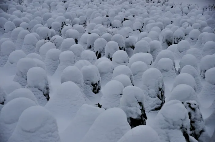 雪外星人