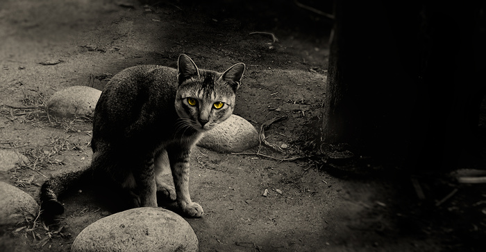 小狗,猫,鸟类,阿富汗狐,大耳狐,凝视猫