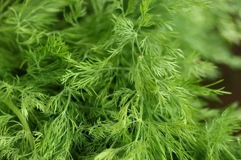 盆栽植物,茴香,小茴香,文竹,蓬莱松,csa分享5/5/10