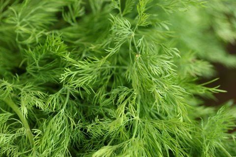 盆栽植物,茴香,小茴香,文竹,蓬莱松,csa分享5/5/10