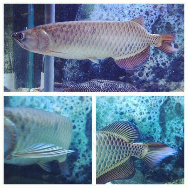 真正的#BOSS来检查我们！ 14 “澳大利亚人#Arowana，对＃亚洲人来说是封闭的。