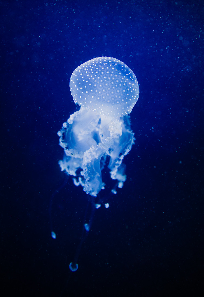 管水母目动物,深海水母,水母,箱水母,海族馆,我想念布鲁斯