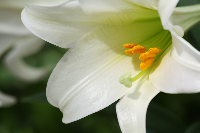 麝香百合,百合花,百合,岷江百合,荷花,IMG_4042_1500