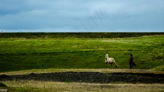 冰岛的马