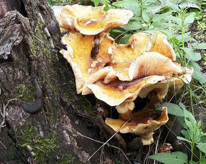 植物,花卉,蘑菇/菌类,蘑菇,菊花,100_7159