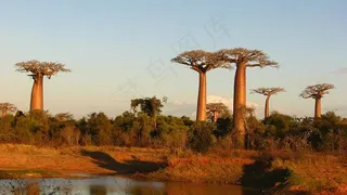 面包树,猴面包树,波巴布树,树,工艺品,猴面包树大道