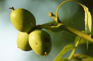 植物,梨子,酸枣,苹果,桔子,橄榄