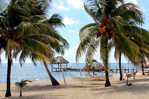 椰子树,海洋,椰树,树,椰林,伯利兹海滩吊床和棕榈树