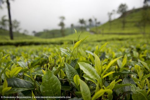 茶叶,茶树,荷花,树,花卉,班达拉维拉茶叶