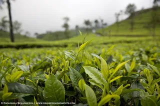 茶叶,茶树,荷花,树,花卉,班达拉维拉茶叶