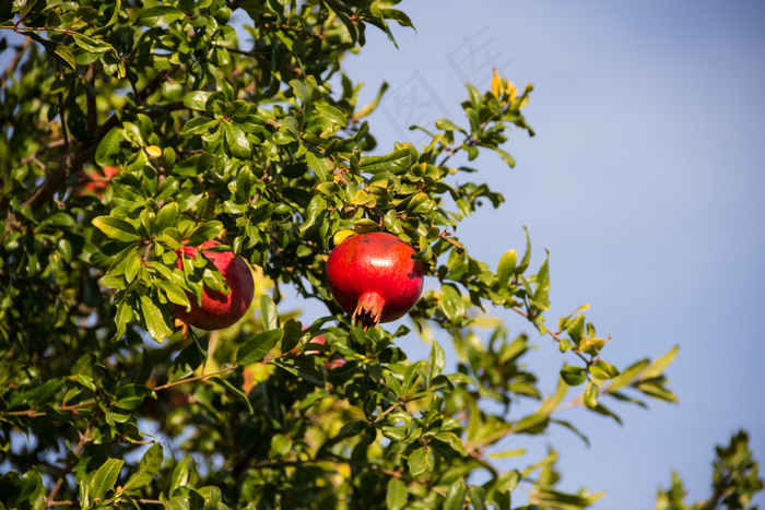 石榴树,石榴,苹果树,石榴园,苹果,石榴