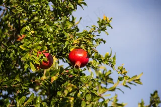 石榴树,石榴,苹果树,石榴园,苹果,石榴