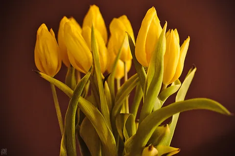郁金香,郁金香花,克鲁西郁金香,花卉,番红花,郁金香 郁金香,郁金香花,克鲁西郁金香,花卉,番红花,郁金香