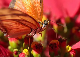 德里亚斯·朱莉娅