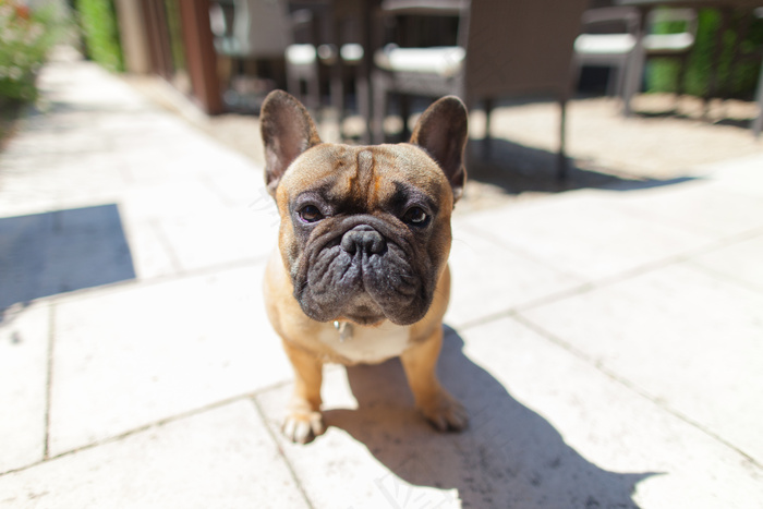 巴哥犬,哈巴狗,小狗,法兰西斗牛犬,八哥犬,法国斗牛犬