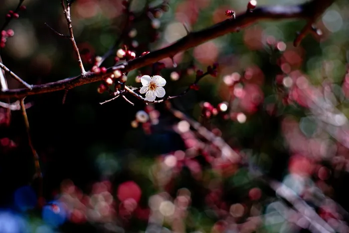植物,花卉,春梅,无锡梅园,树,颜色