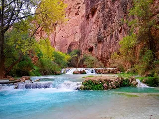 树,风景,海洋,草地,哈瓦苏河-第二次穿越