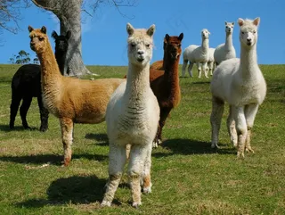 羊驼，怀塔蒂新西兰