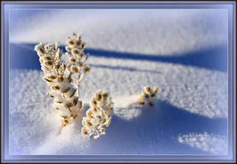 圣诞节那天下雪了！ -以““快乐””表示感谢！