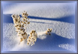 圣诞节那天下雪了！ -以““快乐””表示感谢！