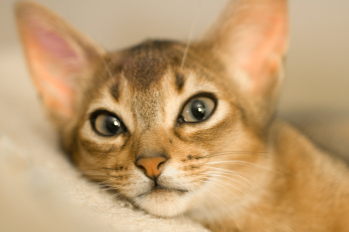 猫,狸花猫,美国短毛猫,阿比西尼亚猫,玩具,雏菊的脸