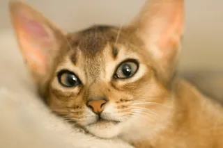 猫,狸花猫,美国短毛猫,阿比西尼亚猫,玩具,雏菊的脸