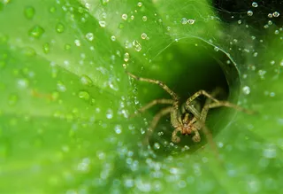 虫子,木虱,跳蛛,吊坠,稻飞虱,蜘蛛洞