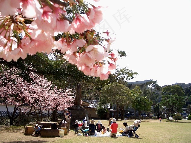 在樱花下野餐/花见