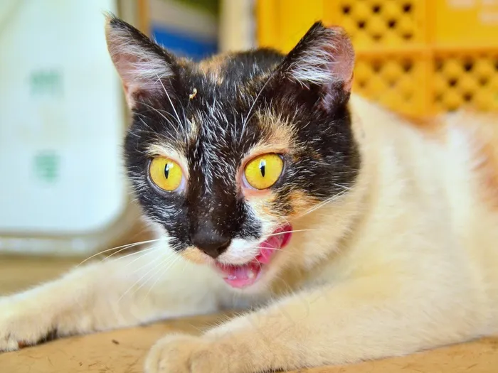 颜を洗う三毛猫ホームズ/印花布猫福尔摩斯洗脸