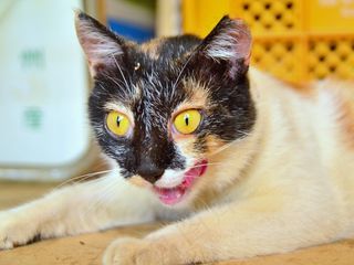 颜を洗う三毛猫ホームズ/印花布猫福尔摩斯洗脸